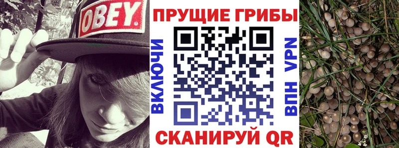 Галлюциногенные грибы мицелий  цена   Гусев 